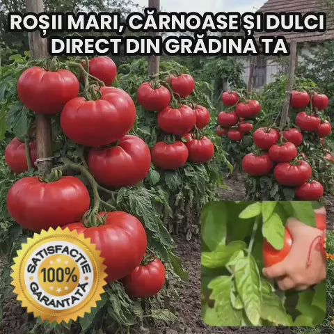 Semințe de Roșii Mari și Dulci – MegaTomato™